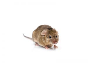 Pragas urbanas: como evitar ratos