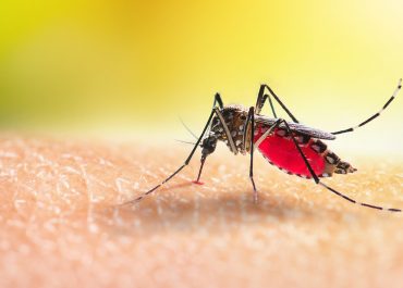 Aedes Aegypti: tudo que você precisa saber sobre o transmissor da dengue, zika e chikungunya